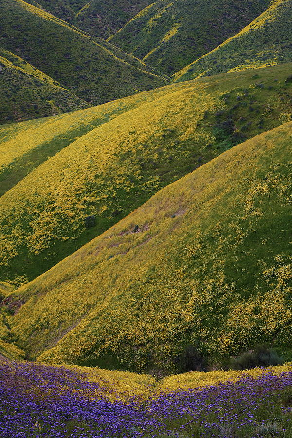 Hills of purple and yellow at Carrizo Plain National Monument Photograph by Jetson Nguyen