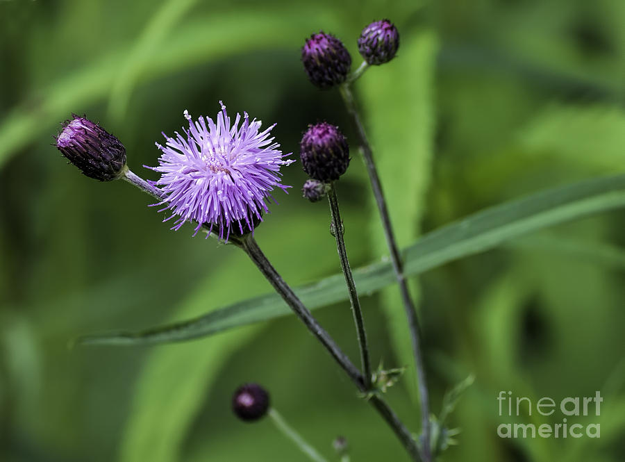 Hills Thistle Flower and Buds Photograph by Les Palenik