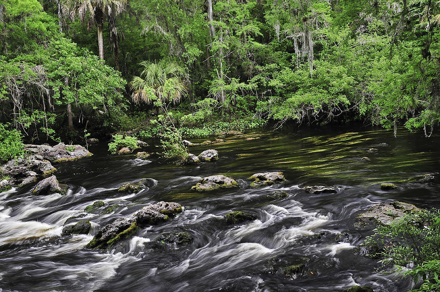 Hillsborough River-Florida Photograph by David Waldrop