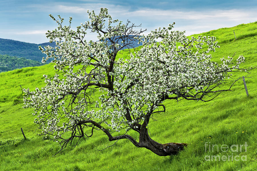 Hillside Apple Tree Photograph by Alan L Graham