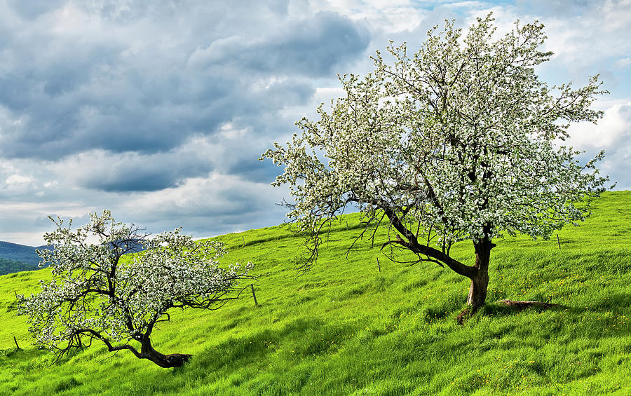 Hillside Apple Trees Photograph by Alan L Graham