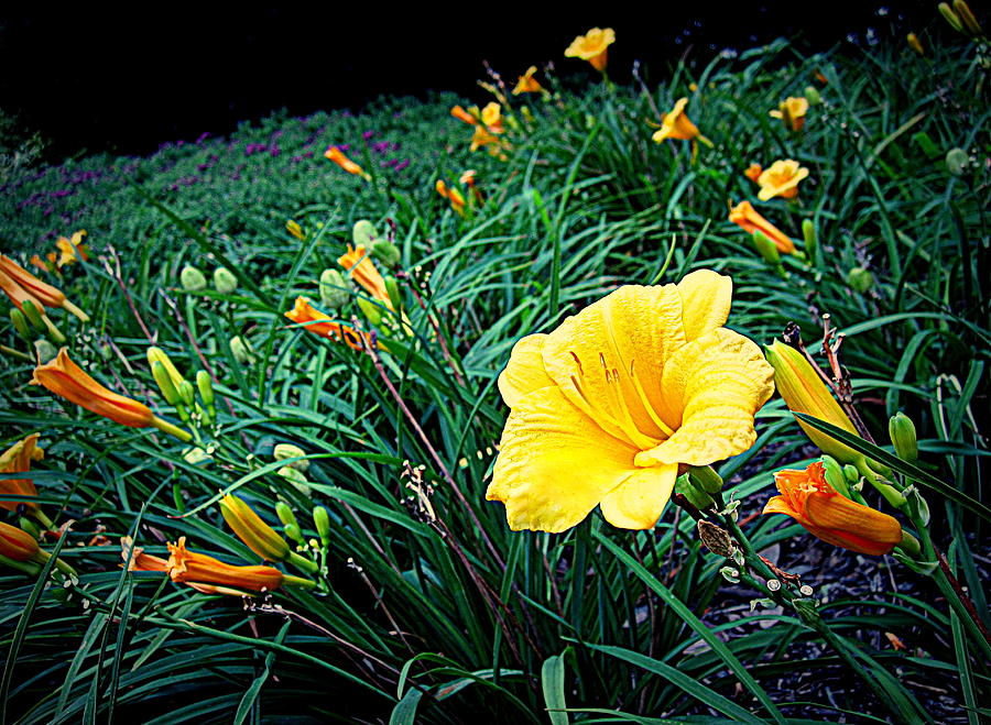 Flower Photograph - Hillside by Bonita Brandt