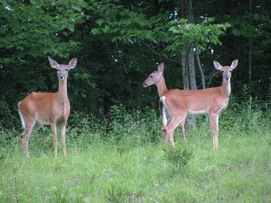 Hillside Deer Photograph by Debra Vatalaro - Fine Art America