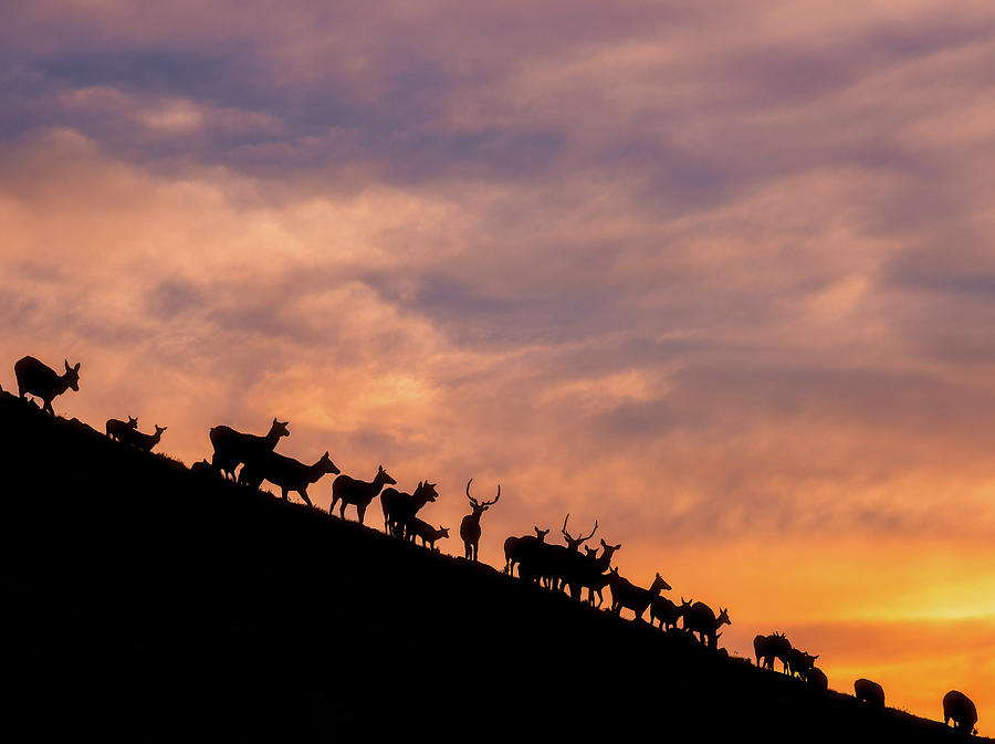 Hillside Elk Photograph by Darren White