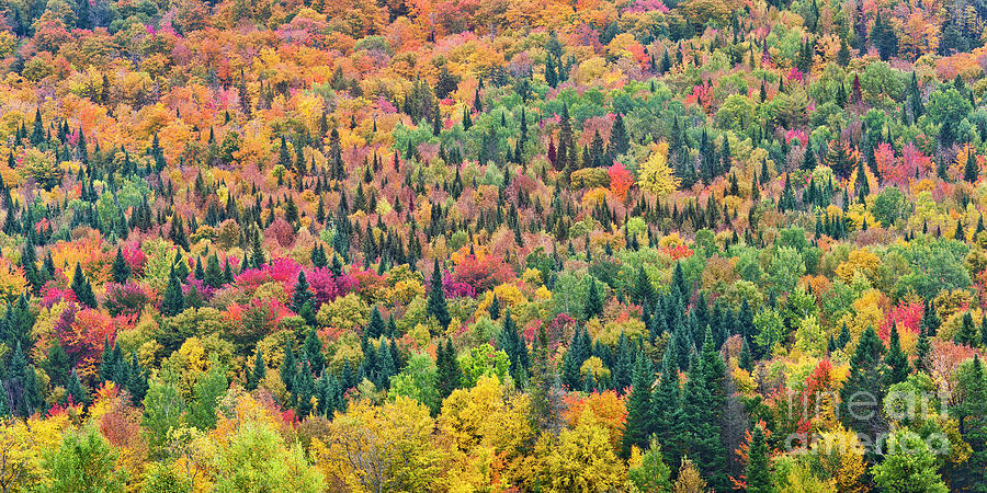 Hillside Fall Color Photograph by Alan L Graham