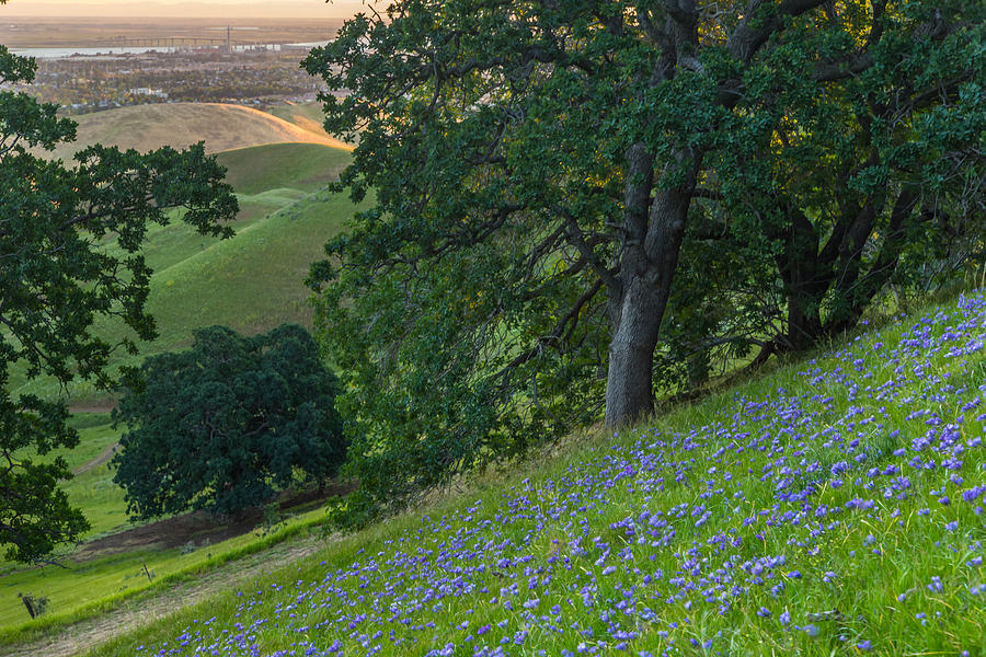 Hillside Flowers At Sunrise Photograph by Marc Crumpler