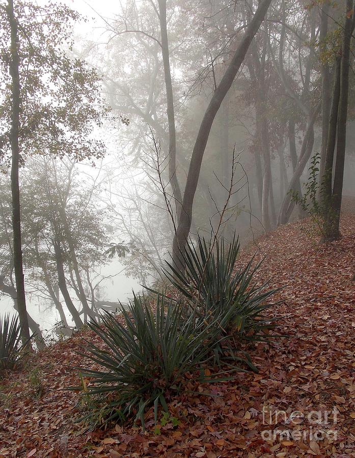 Hillside Fog Photograph by Skip Willits