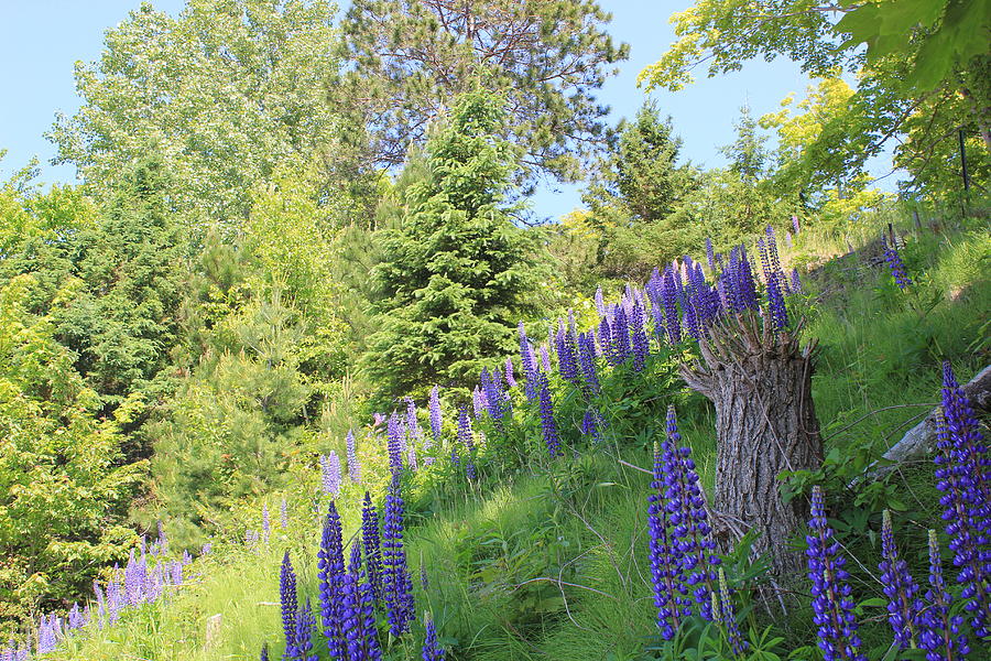 Pure Photograph - Hillside Lupines by Two Bridges North