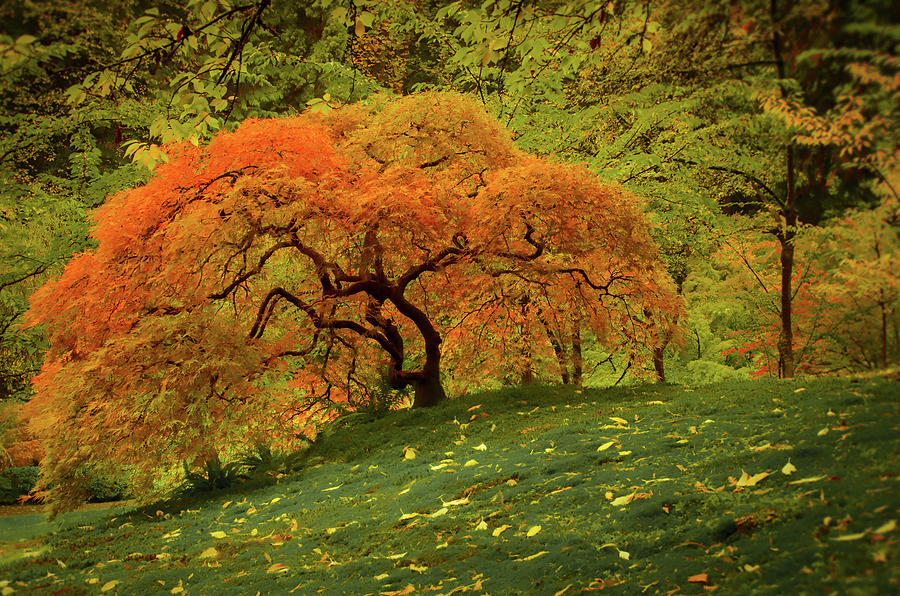 Hillside Maple in Autumn Photograph by Don Schwartz