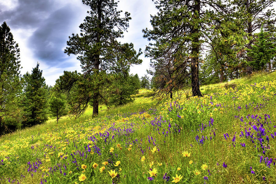 Hillside Meadow Photograph by David Patterson