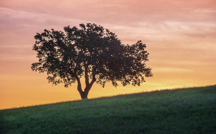 Hillside Oak Photograph by Joseph Smith