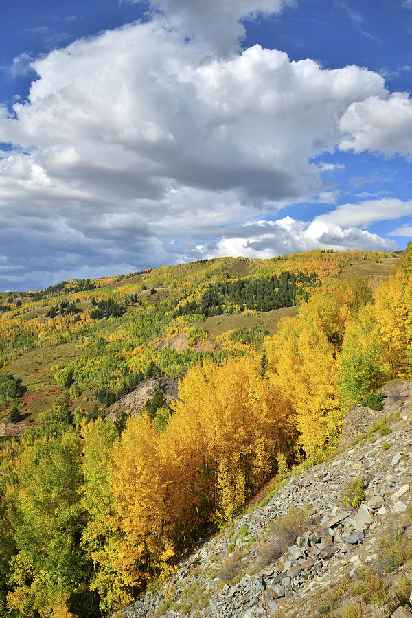 Colorado Photograph - Hillside of Aspens by Ray Mathis