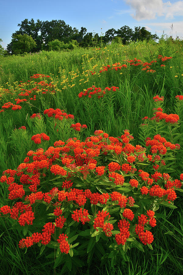Hillside of Butterfly Milkweed in Glacial Park Photograph by Ray Mathis