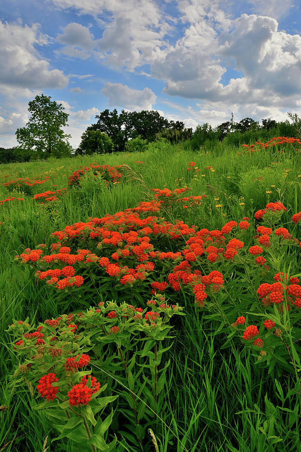 Hillside of Butterfly Weed in Glacial Park Photograph by Ray Mathis