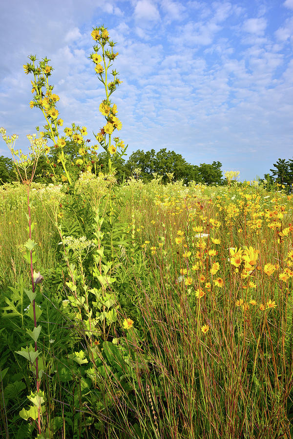 Hillside of Wildflowers in Marengo Ridge Photograph by Ray Mathis