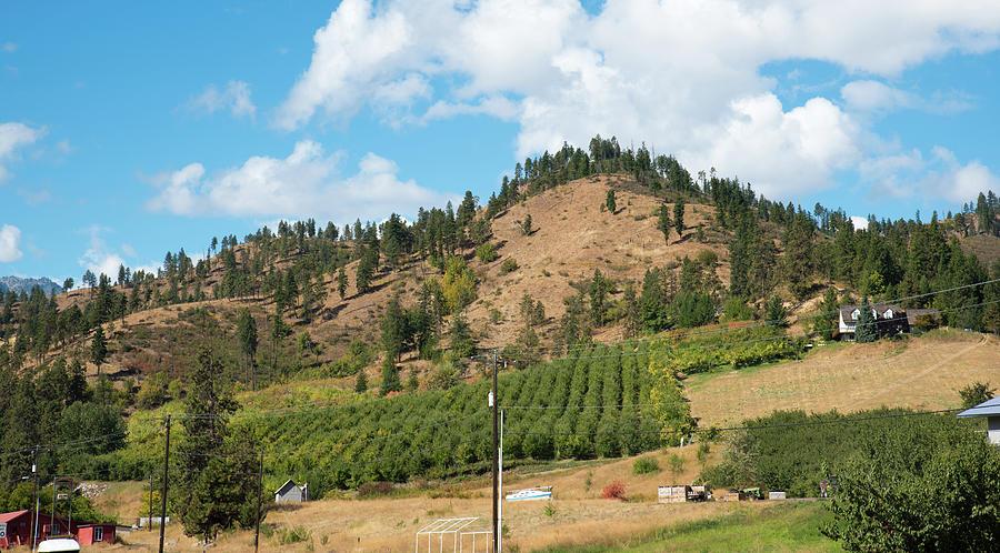 Hillside Orchard in September Photograph by Tom Cochran