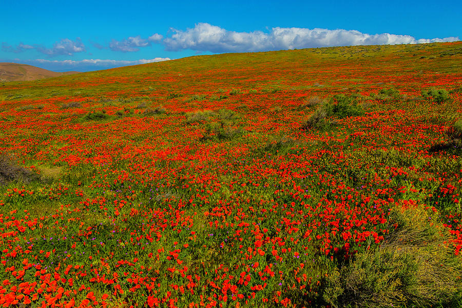 Hillside Poppies Photograph by Garry Gay