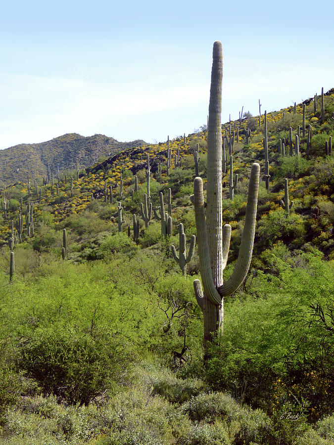 Hillside Saguaros Photograph by Gordon Beck