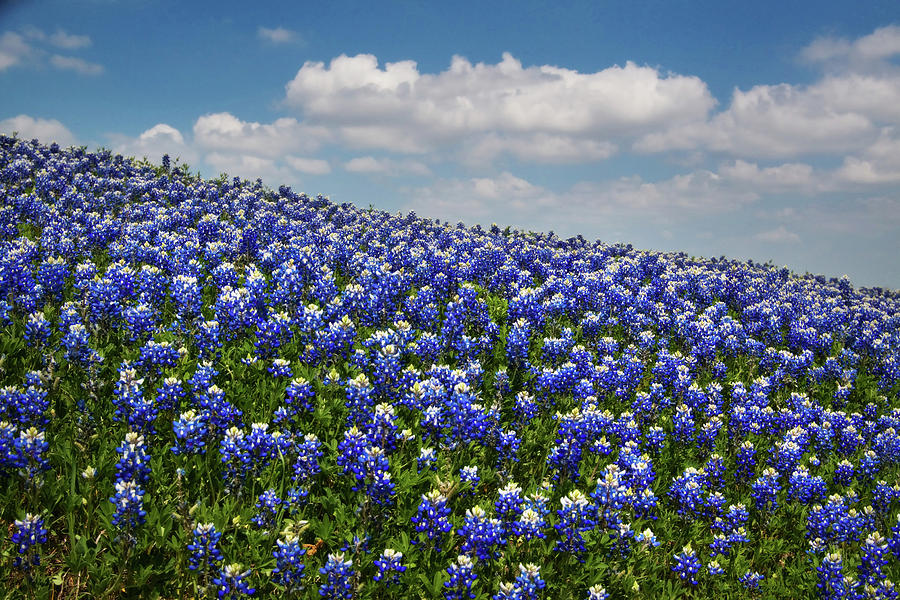 Hillside Texas Bluebonnets Photograph by David and Carol Kelly