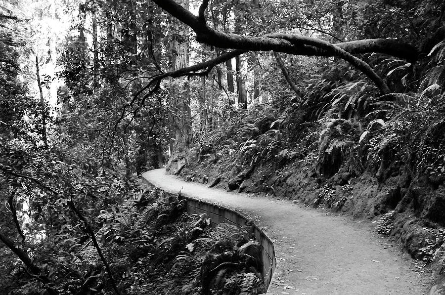 Hillside Trail, Muir Woods Photograph by Amy Dooley