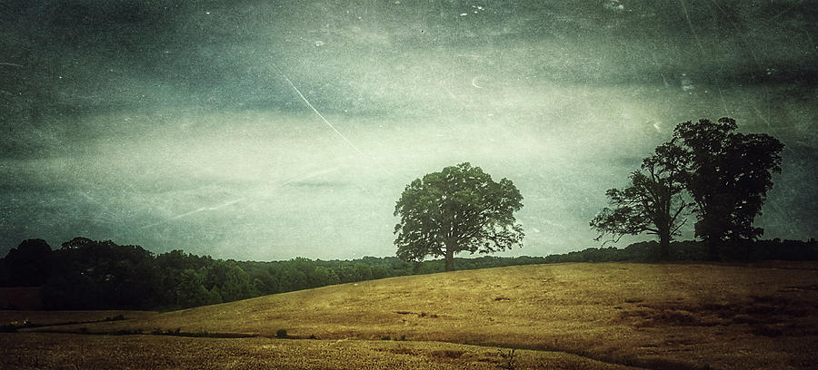 Hillside Tree 4 by E Karl Braun Hillside Tree 4 by E Karl Braun