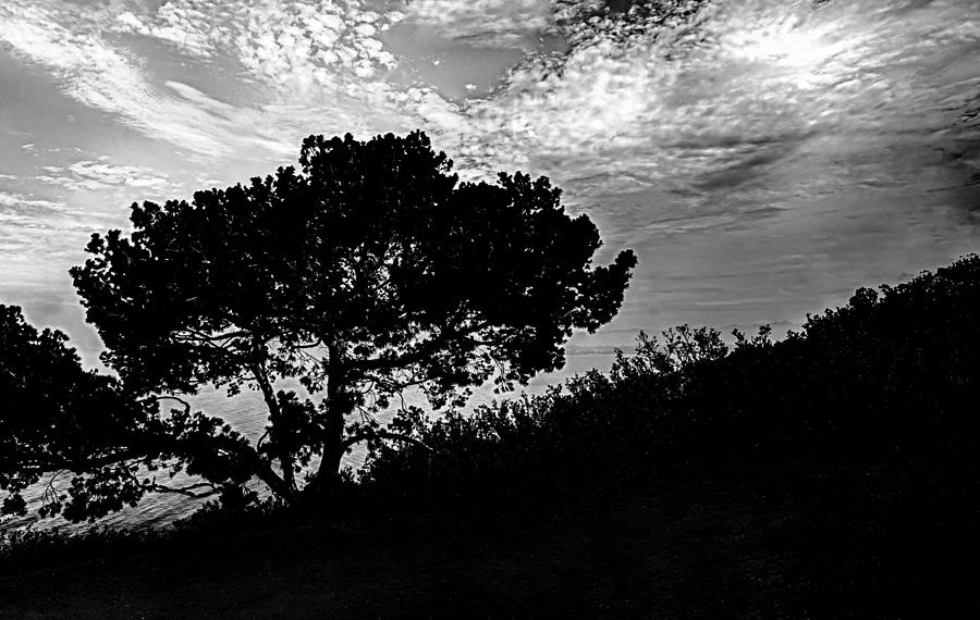 Hillside Tree Photograph by Joseph Hollingsworth