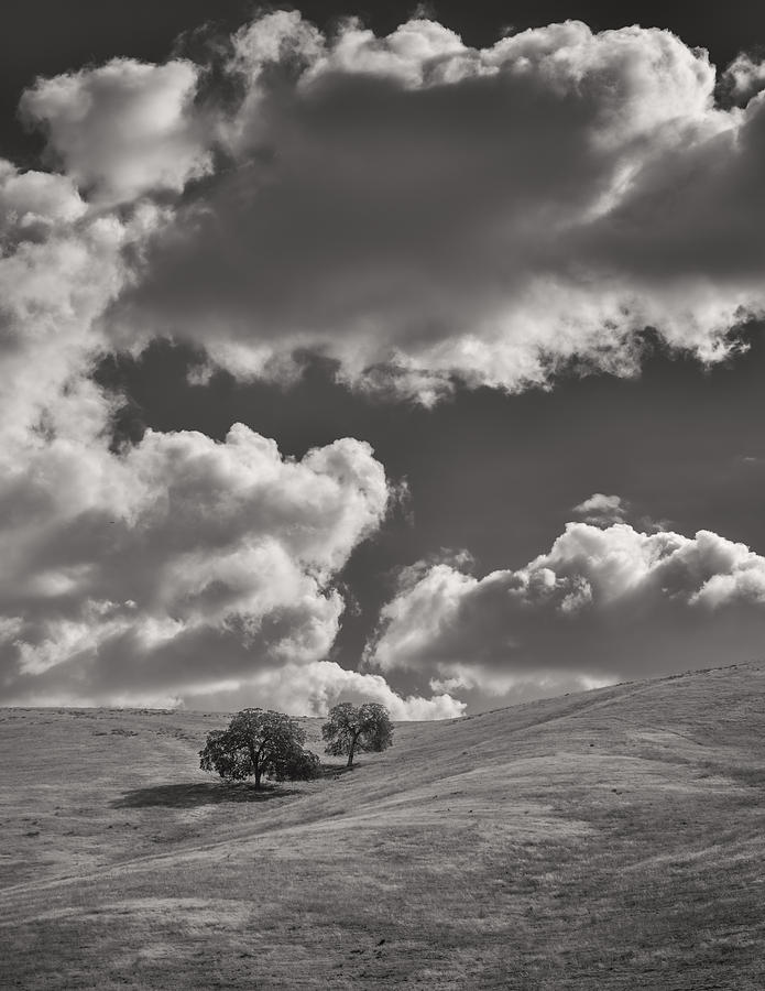 Hillside Trees Photograph by Joseph Smith