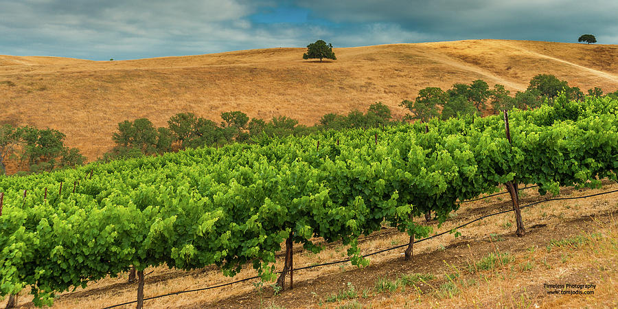 Hillside Vineyard Photograph By Tom Jodis - Pixels