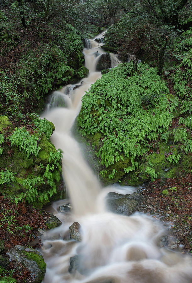 Hillside Waterfall #1 Photograph by Robin Mayoff