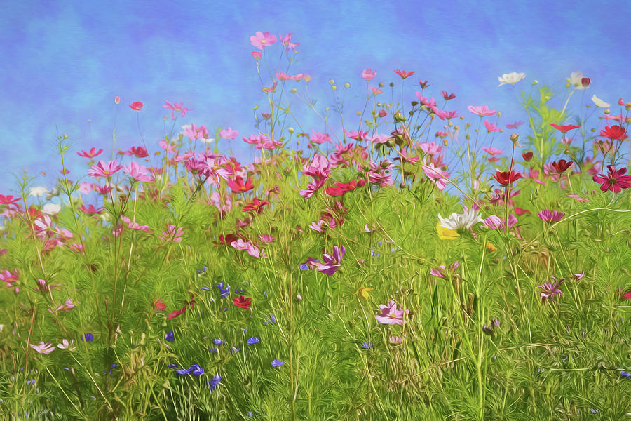 Hillside Wildflowers Photograph by Donna Kennedy
