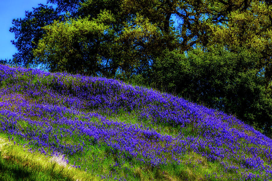 Nature Photograph - Hillside Wildflowers by Garry Gay