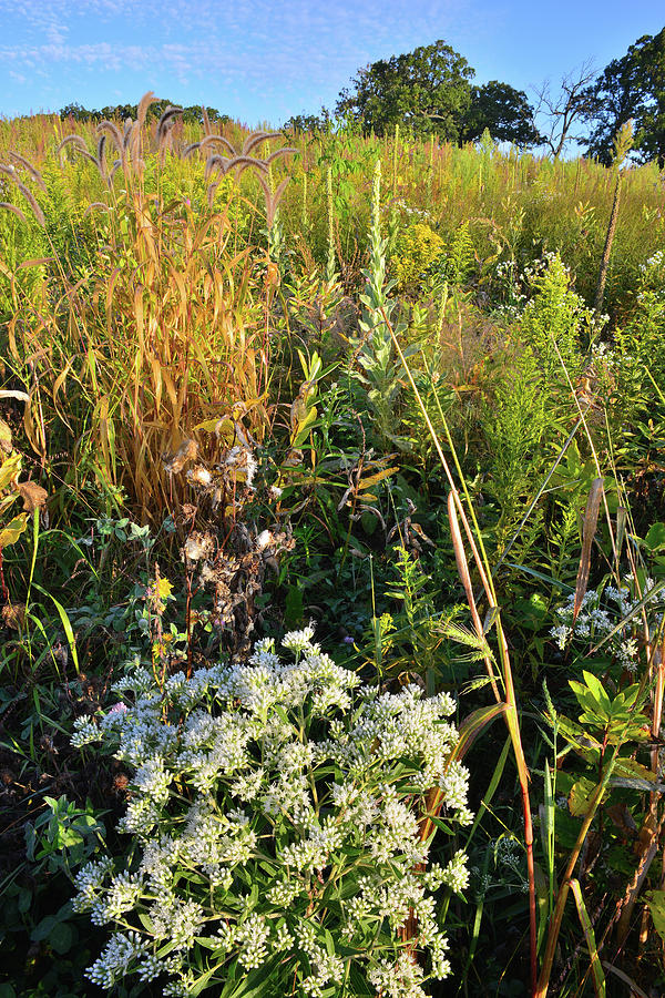 Hillside Wildflowers in Glacial Park Photograph by Ray Mathis