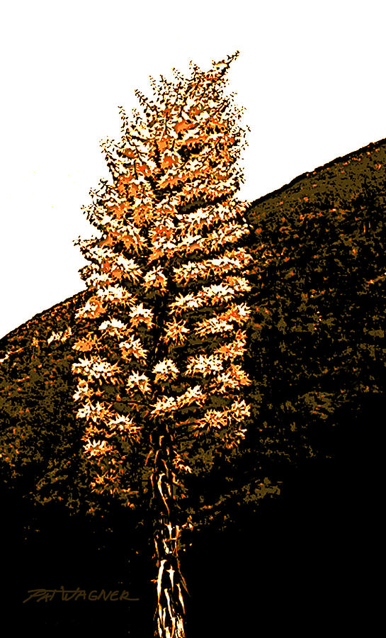 Hillside Yucca Photograph by Pat Wagner