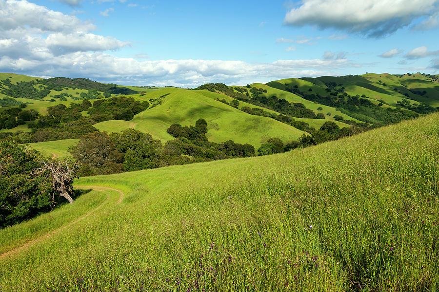 Hillsides and Hiking Trails in Morgan Territory Photograph by Rick Pisio
