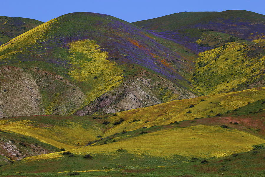 Hillsides of color at Carrizo Plain National Monument in California Photograph by Jetson Nguyen