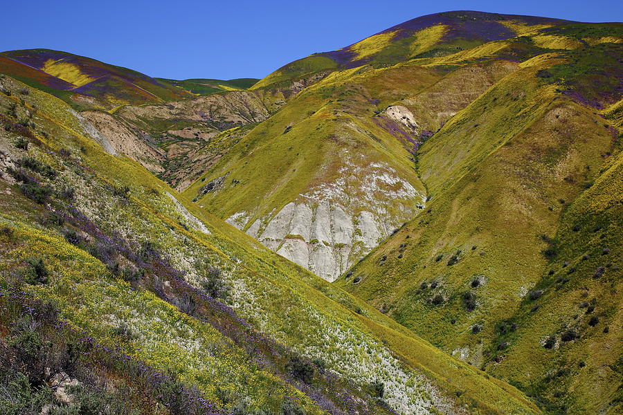 Hillsides of yellow at the Temblor Range of Carrizo Plain National Monument Photograph by Jetson Nguyen