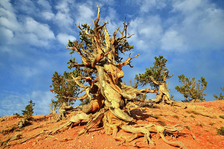 Hilltop Bristlecone Photograph by Ray Mathis