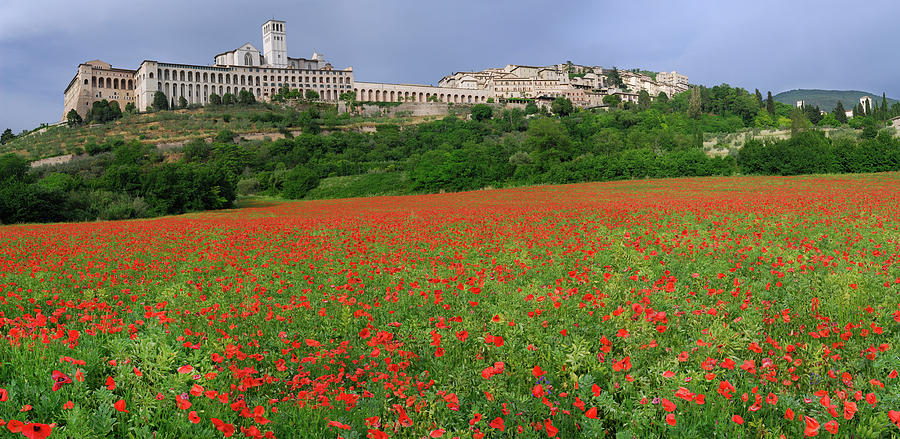 Hilltop city of Assisi with wildflower poppies in Umbria Italy Photograph by Reimar Gaertner
