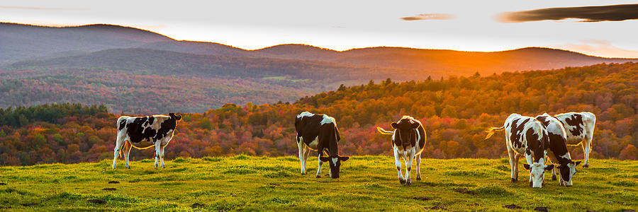 Hilltop Herd Photograph by Tim Kirchoff