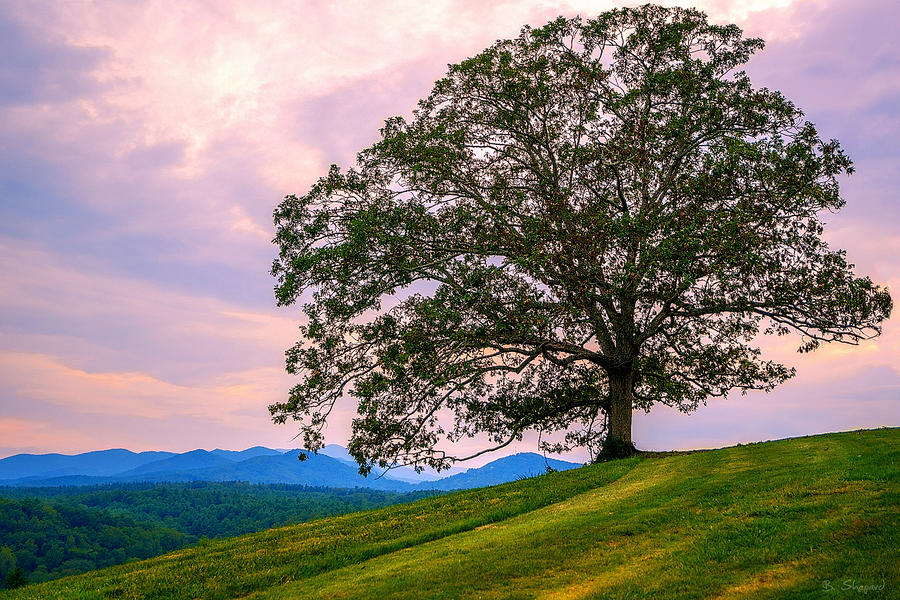 Nature Photograph - Hilltop Oak by Brian Shepard