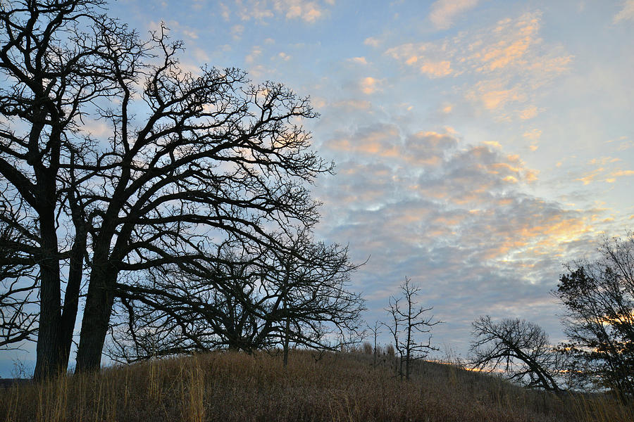 Hilltop Oak Trees Silhouetted At Sunrise In Glacial Park Photograph