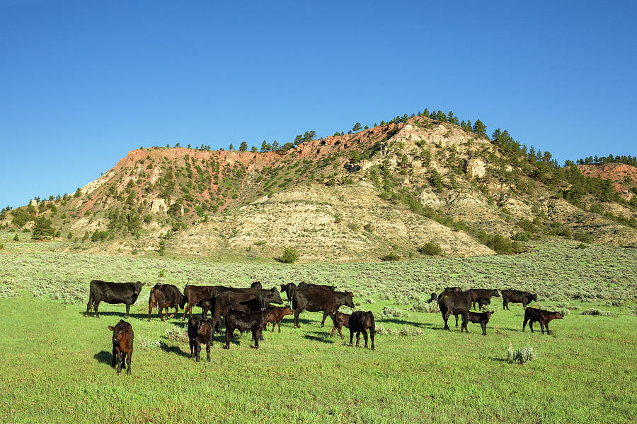 Hilly Pasture Photograph by Todd Klassy