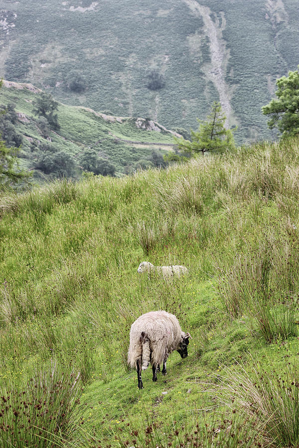 Hilly Sheep Farming Photograph