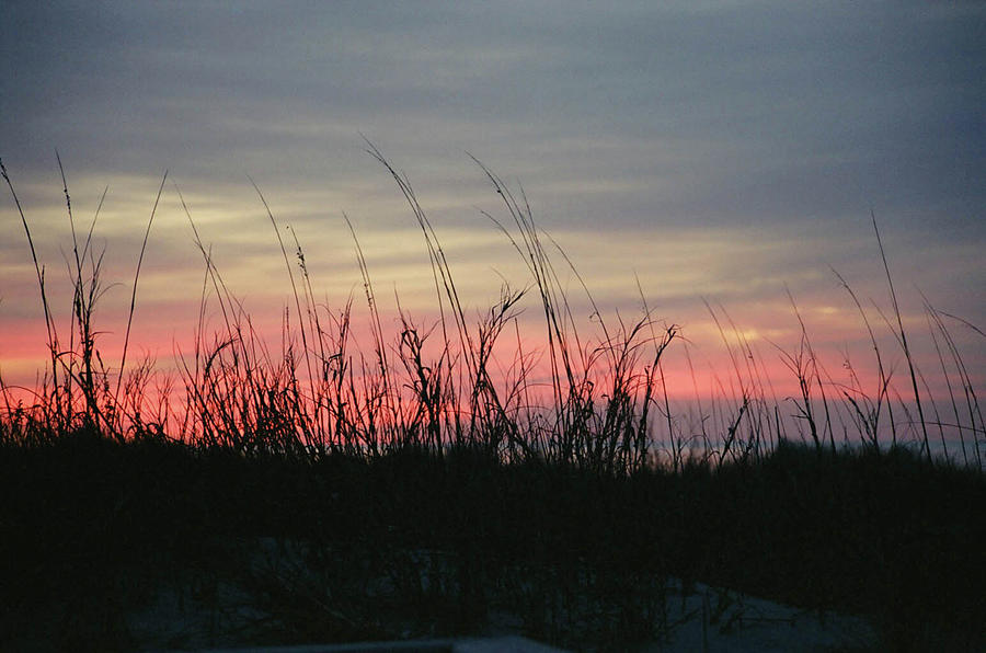 Hilton Head grass at sunrise Photograph by Robert Suggs
