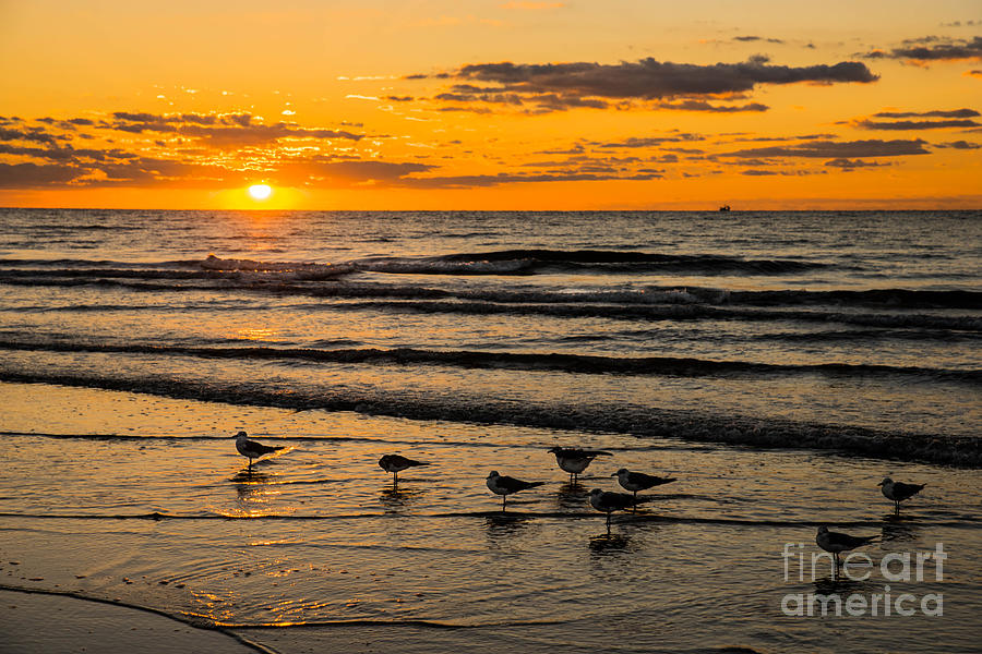 Bird Photograph - Hilton Head Seagulls by Paul Mashburn