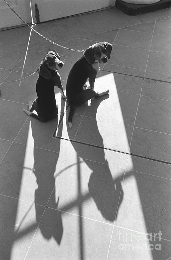 Him And Her, President Johnsons Photograph by Science Source Him And Her, President Johnsons Photograph by Science Source