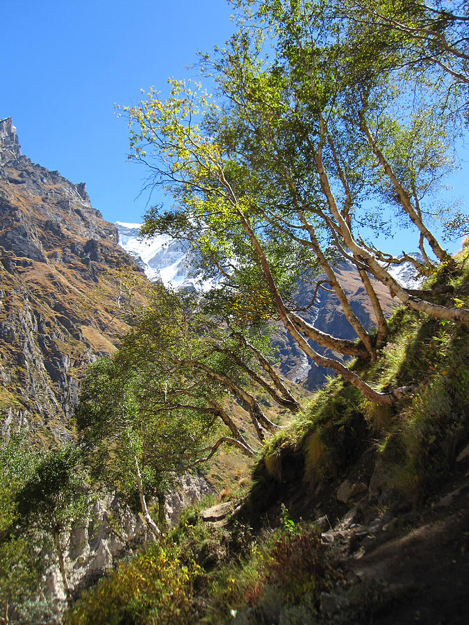 Himalayan Bhojpatra Trees Photograph by Oliver Riedel