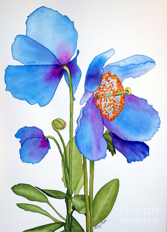 Himalayan Blue Poppies Painting By Mary O'Haver