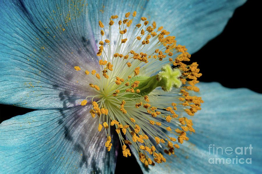 Himalayan Blue Poppy Photograph by Craig Shaknis