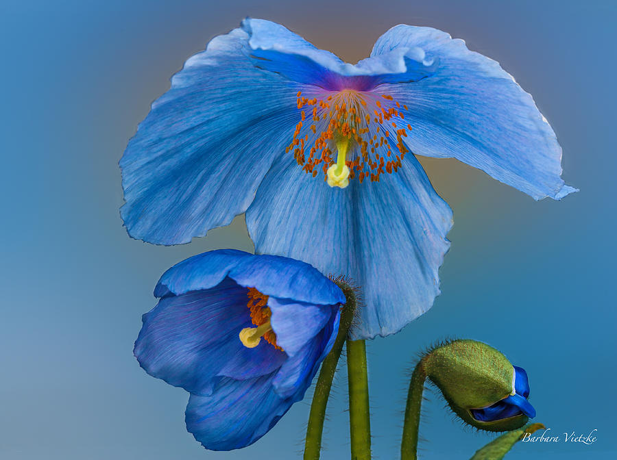Himalayan Blue Poppy Photograph - Himalayan Blue Poppy in three  stages by Barbara Vietzke